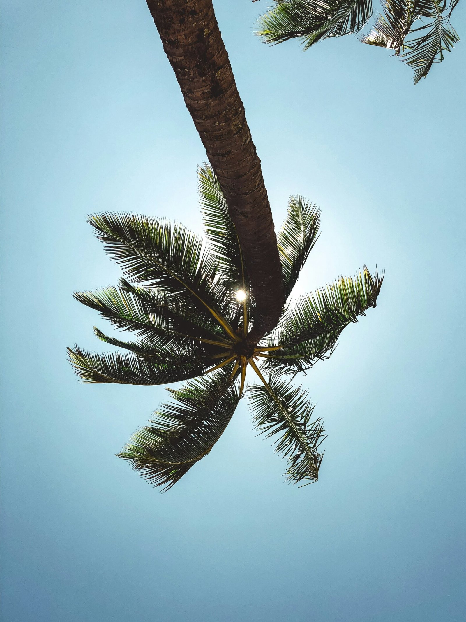 green and brown coconut tree